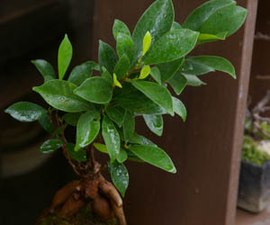 ガジュマル苔玉20101004b