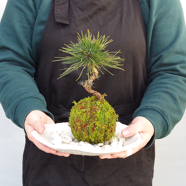 黒松の苔玉