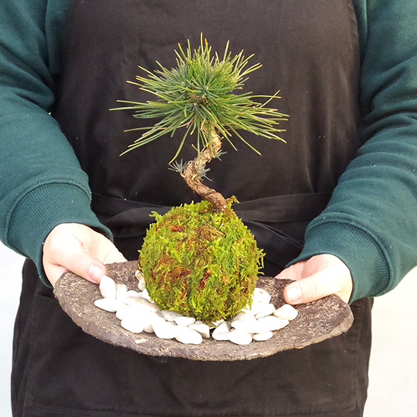 黒松の苔玉