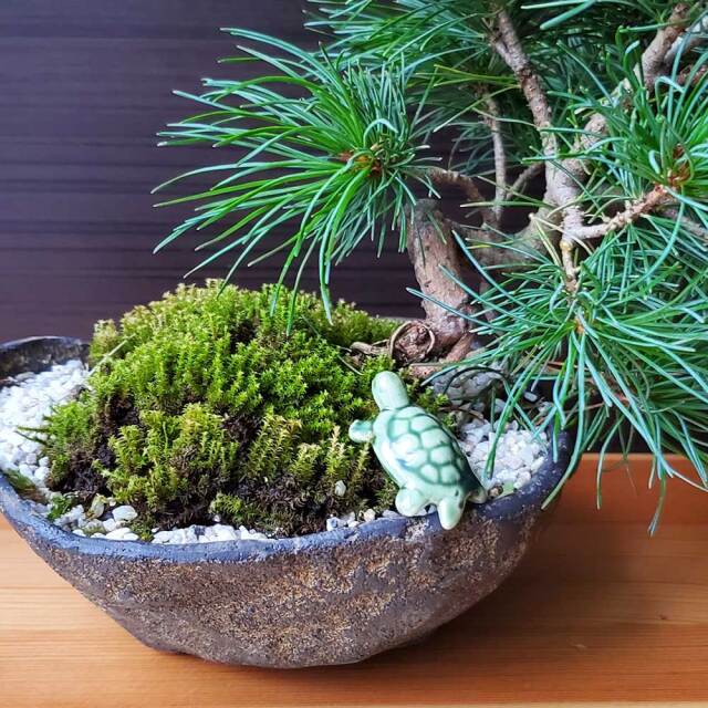 緑亀