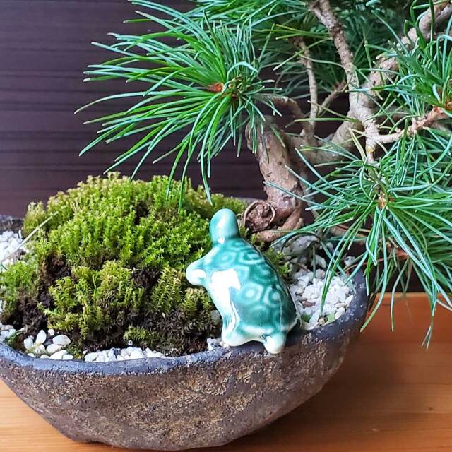 添配や盆景に【ミニチュア 緑亀（みどりがめ） 幅4．5cm】かめ
