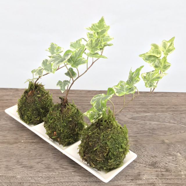 ミニアイビー苔玉