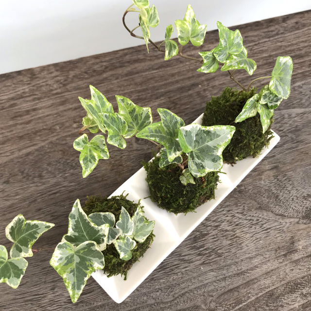 ミニアイビー苔玉