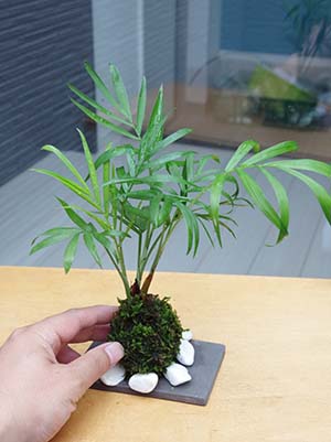 ミニテーブルヤシ苔玉焼締鉢201308c