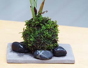 ミニテーブルヤシ苔玉焼締鉢201308h