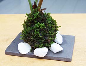 ミニテーブルヤシ苔玉焼締鉢201308i