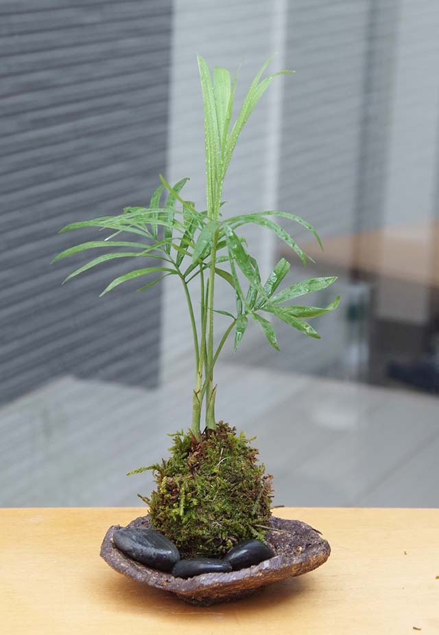ミニテーブルヤシ苔玉201308m