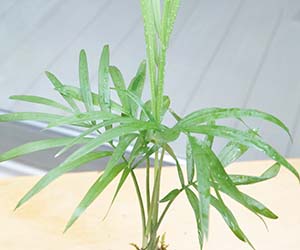 ミニテーブルヤシ苔玉201308b