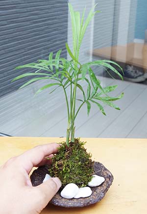 ミニテーブルヤシ苔玉201308c