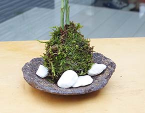 ミニテーブルヤシ苔玉201308h