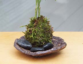 ミニテーブルヤシ苔玉201308i