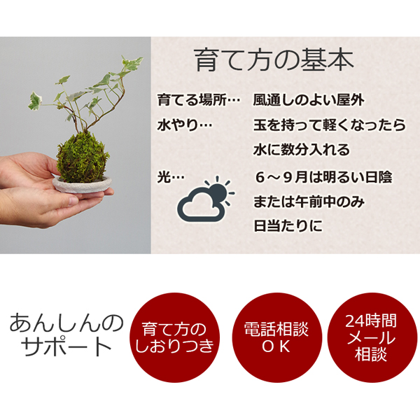 アイビー