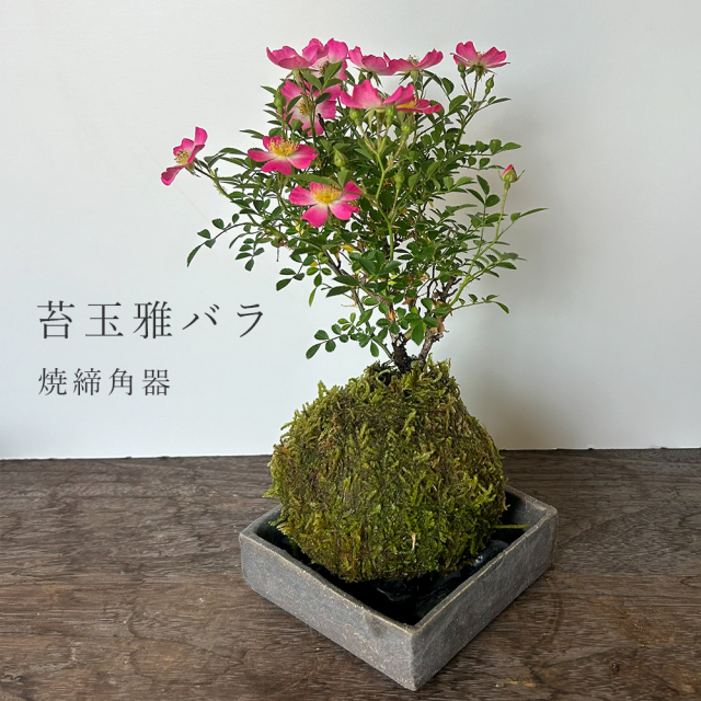 花咲く ノイバラ【 雅バラ の 苔玉 ・ 焼締角器セット 】コケ玉 こけだま 野茨 野ばら 野薔薇 ミヤビバラ