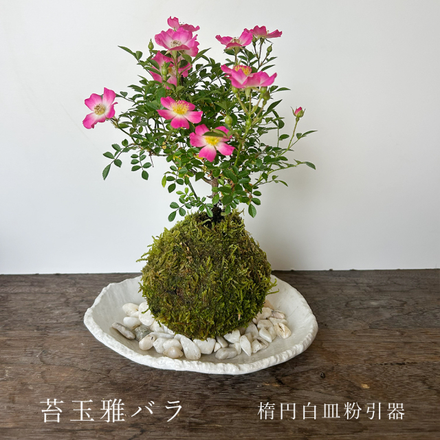 花咲く ノイバラ【 雅バラ の 苔玉 ・ 楕円白粉引器セット 】コケ玉 こけだま 野茨 野ばら 野薔薇 ミヤビバラ