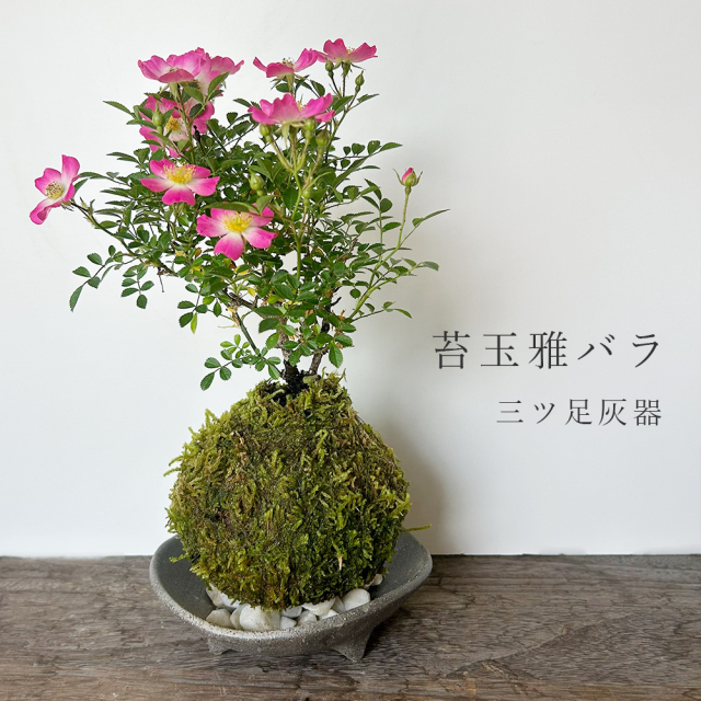 花咲く ノイバラ【 雅バラ の 苔玉 ・ 三つ足灰器セット 】コケ玉 こけだま 野茨 野ばら 野薔薇 ミヤビバラ