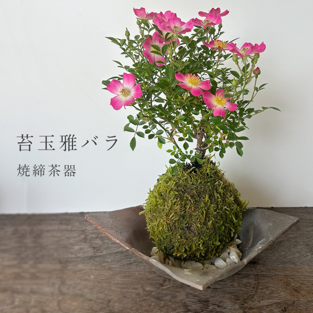 花咲く ノイバラ【 雅バラ の 苔玉 ・ 焼締茶器セット 】コケ玉 こけだま 野茨 野ばら 野薔薇 ミヤビバラ