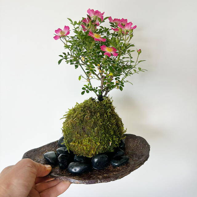 花咲く ノイバラ【 雅バラ の 苔玉 ・ くらま岩器セット 】コケ玉 こけ
