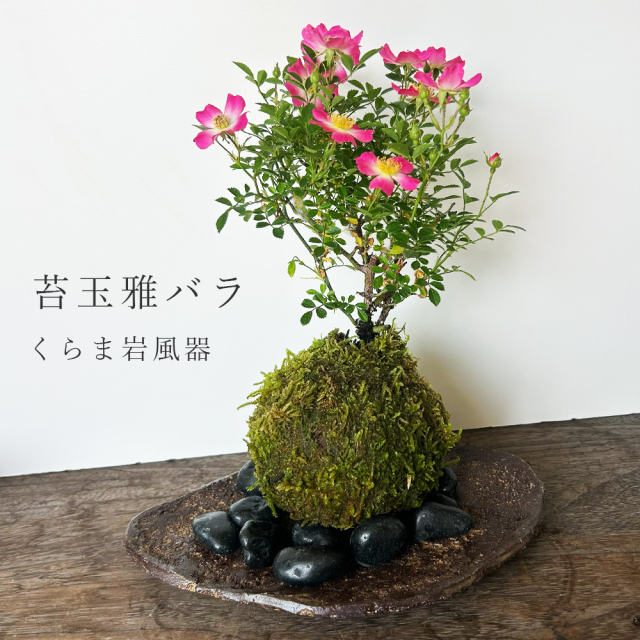 花咲く ノイバラ【 雅バラ の 苔玉 ・ くらま岩器セット 】コケ玉 こけだま 野茨 野ばら 野薔薇 ミヤビバラ