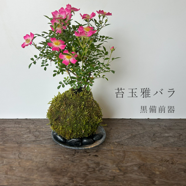 花咲く ノイバラ【 雅バラ の 苔玉 ・ 黒備前器セット 】コケ玉 こけだま 野茨 野ばら 野薔薇 ミヤビバラ