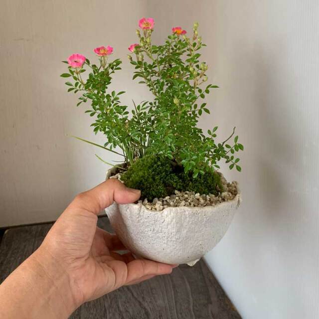 父の日の贈り物におすすめ】 盆栽 ノイバラ 雅 ミヤビバラの盆栽