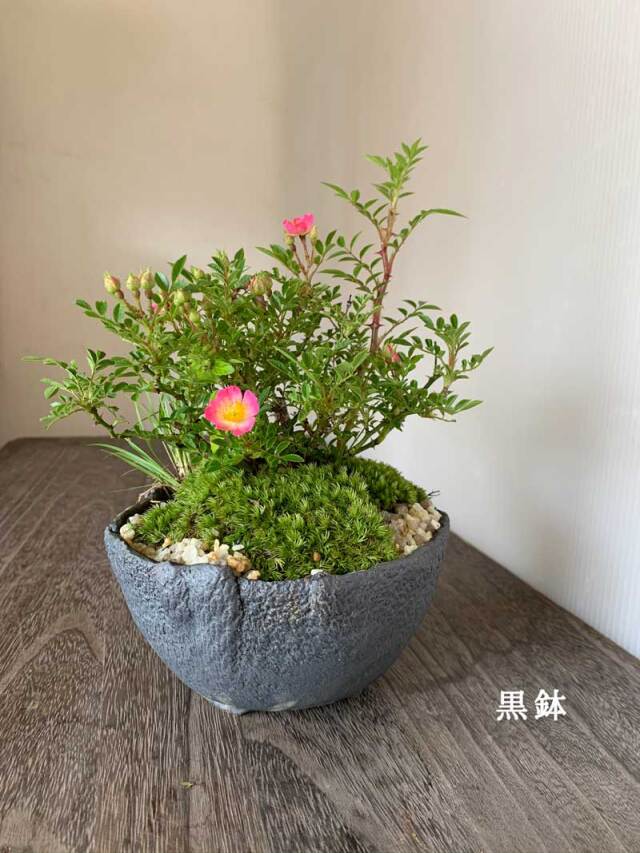 【最安値】サービス品　ノイバラ 小型盆栽 陶器鉢 苔使用 父の日の贈り物におすすめ】 盆栽 ノイバラ 雅 ミヤビバラの盆栽