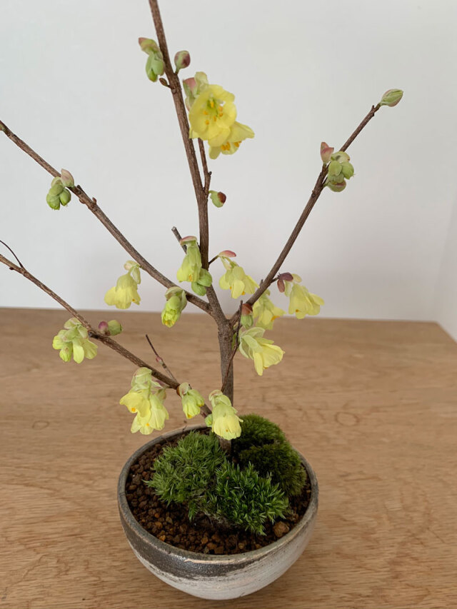 盆栽 ヒメミズキ 刷毛目丸鉢盆栽 姫ミズキ 姫水木 黄色い花 日向水木 ヒュウガミズキ