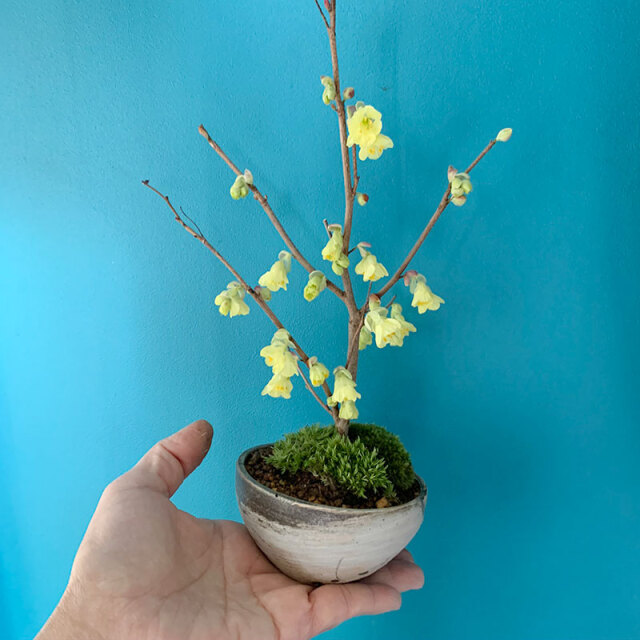 盆栽 ヒメミズキ 刷毛目丸鉢盆栽 姫ミズキ 姫水木 黄色い花 日向水木 ヒュウガミズキ