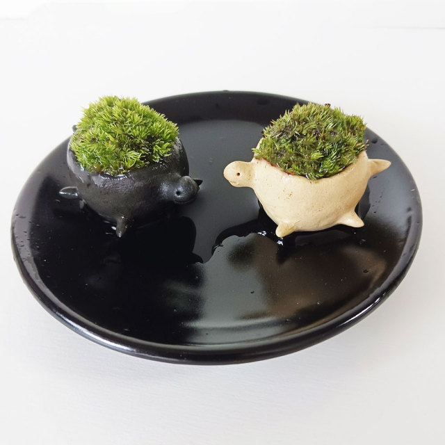 亀・・・小さな世界で雄大な景色を【苔盆栽（炭化焼締鉢）黒・グレー系】