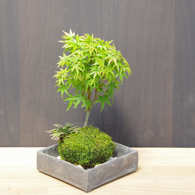 小さい葉が特長の清姫を苔玉に仕立てました モミジ 清姫 の苔玉 焼締角器セット