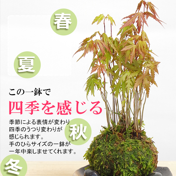 清姫苔玉