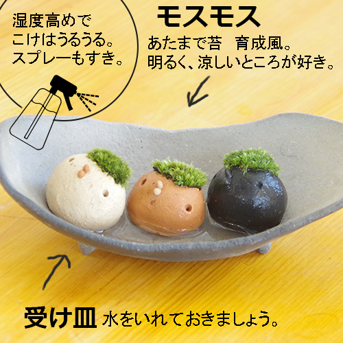 モスコトリ
