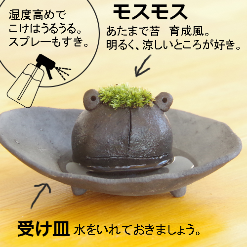 モスカエル
