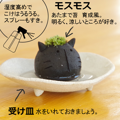 モスネコ