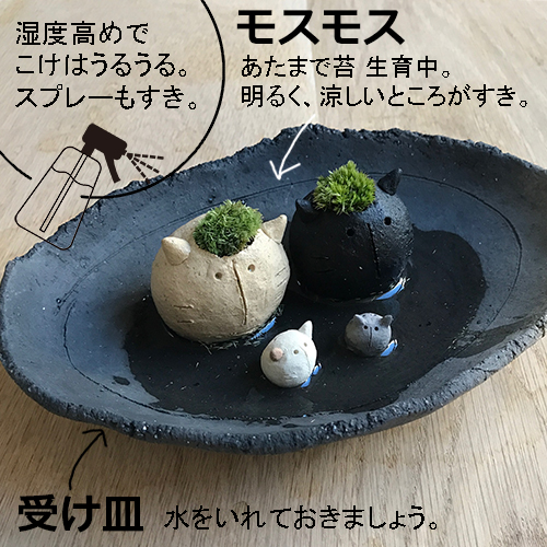 モスネコ
