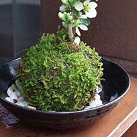 苔玉