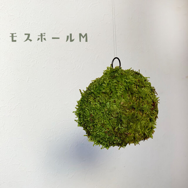 吊るしたり、置いたり。ふんわりとやさしい苔を飾ってください【MOSS