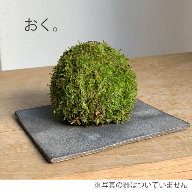水苔無しモスポール　30本まとめ　29cmサイズ 水苔無しモスポール 30本まとめ 29cmサイズ 観葉植物