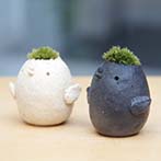 モスドリ親子黒白コトリ20130819e