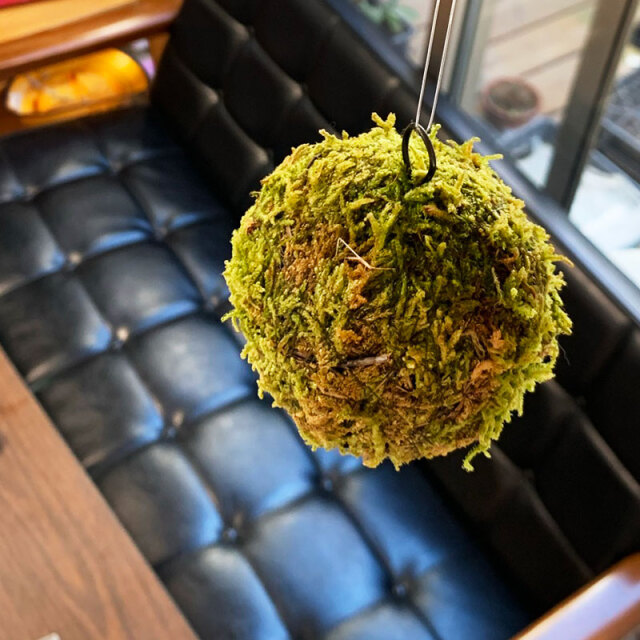 吊るしたり、置いたり。ふんわりとやさしい苔を飾ってください【MOSS