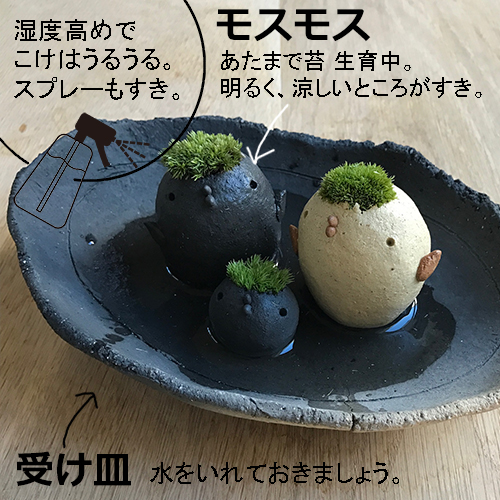 モストリ