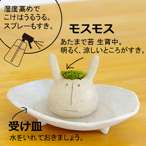 モスウサギ