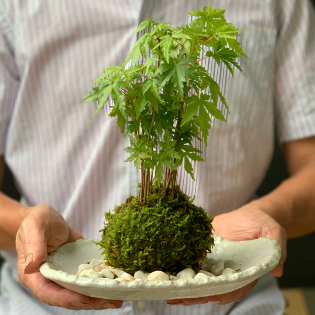 春に新芽・秋に紅葉が楽しめる【山紅葉（ヤマモミジ）の苔玉・楕円白粉