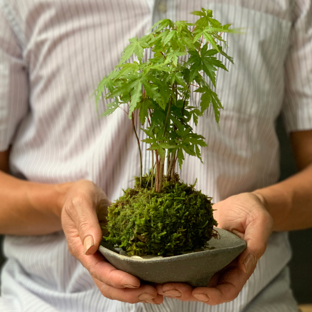 山モミジ苔玉