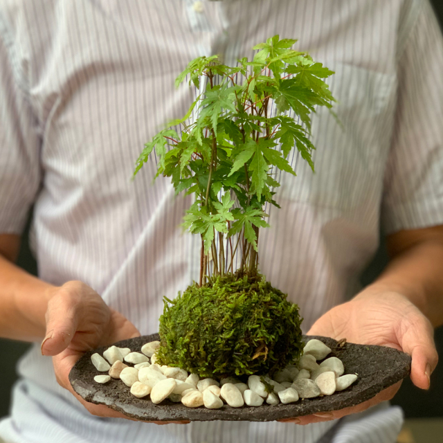 山モミジ苔玉