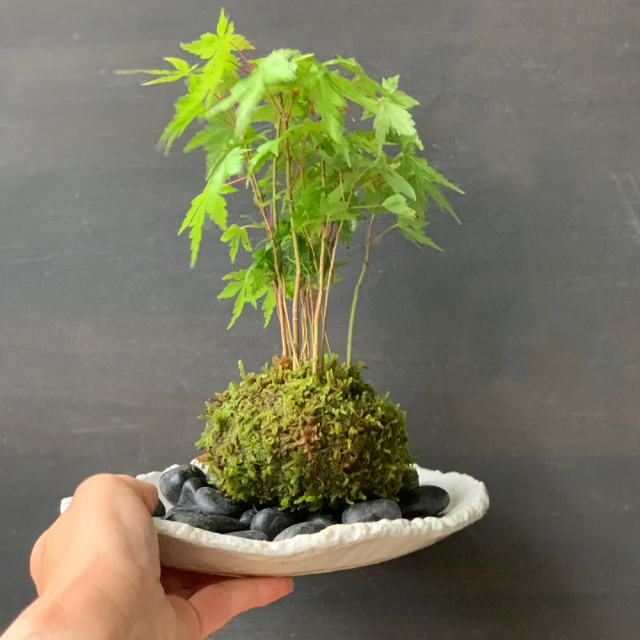山モミジ苔玉