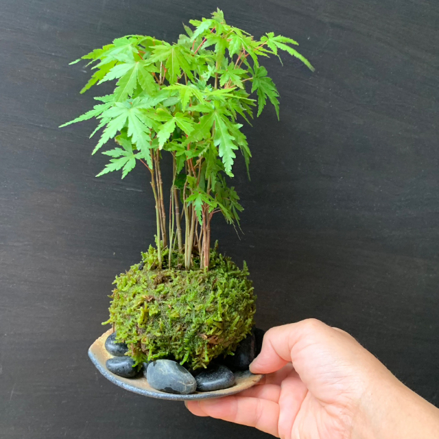 山モミジ苔玉