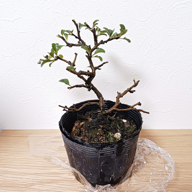 長寿梅の苗木