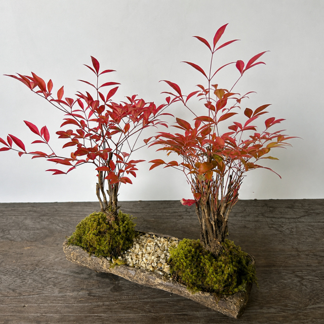 送料無料 南天 ミニ盆栽 くらま岩器風長方鉢 並木道盆栽 ぼんさい ボンサイ bonsai ミニ盆栽 小品盆栽 南天 nanten 紅葉 色づく