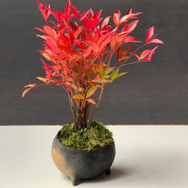 送料無料 南天 ミニ盆栽 鉢 真山茜 炭化焼き締め丸鉢盆栽 ぼんさい ボンサイ bonsai bonsaiart ミニ盆栽 小品盆栽 南天 nanten 紅葉 色づく
