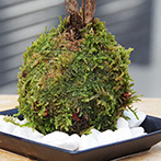 南天苔玉2015d